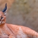 Kucing dengan jumbai di telinga mereka: pelbagai baka dan keanehan pemeliharaan