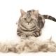 The cat sheds heavily: causes and solutions to the problem