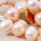 Cultured pearls: varieties and cultivation process