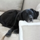 Labrador en appartement : avantages et inconvénients, règles d'entretien