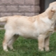 Labrador ve věku 4 měsíců: jak vypadá a jak si ho udržet?
