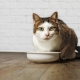 ขนมสำหรับแมว: วัตถุประสงค์ เคล็ดลับในการเลือกและเตรียม
