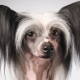 Perro crestado chino calvo: descripción y condiciones para su mantenimiento