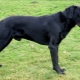 Majorcan Shepherd Dogs: penerangan baka dan peraturan penyelenggaraan