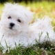Maltese lapdog: คำอธิบายของสายพันธุ์สุนัข ตัวละครและเนื้อหา