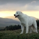 Maremma-Abruzzo Shepherd Dog: popis plemene, krmení a péče