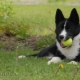 Karelijos šuo: veislės aprašymas ir turinys
