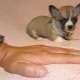 Mikro-Chihuahuas: Wie sehen Hunde aus und wie hält man sie?