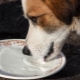 Можете ли да давате мляко на кучета и какъв е правилният начин да го направите?
