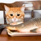 Bolehkah kucing diberi makan dengan ikan dan apakah sekatannya?