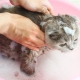 האם ניתן לרחוץ חתול בשמפו רגיל ומה יקרה?