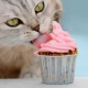 هل تستطيع القطط أكل الحلويات ولماذا؟