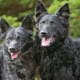 Moody: köpek cinsinin özellikleri, onlara bakmanın özellikleri