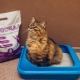 Siram Pengisi Sampah Kucing