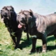 Neapolitan Mastiff: penerangan dan cadangan untuk kandungan