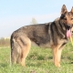 Anjing gembala Jerman dengan warna zon: jenis dan nuansa kandungan