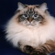 Ņevas masku kaķi: šķirnes apraksts, satura iezīmes