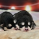 Cachorros de husky recién nacidos: descripción y cuidados.