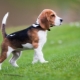Die Nuancen der Aufzucht und Ausbildung eines Beagles
