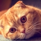 Mengenai kucing Scottish Fold dengan warna merah