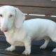 Mô tả về chó dachshunds trắng, bản chất và quy tắc chăm sóc của chúng