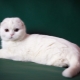 Описание и съдържание на бели шотландски котки