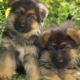 Descrizione e mantenimento di un cucciolo di pastore tedesco in 1 mese