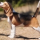 Descripción y mantenimiento de cachorros beagle a los 4 meses