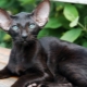 Melno austrumu kaķu apraksts un turēšanas nosacījumi