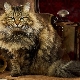 Sibīrijas kaķu apraksts, krāsu veidi un turēšanas īpatnības