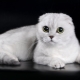 Características de los gatos escoceses de pliegue blanco.