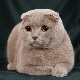 Caractéristiques des chats lilas Scottish Fold
