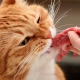 Características de la comida natural para gatos.