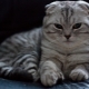 Merkmale der Scottish Fold Tabby-Katze