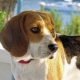 Značajke držanja beaglea u stanu