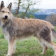 Pikardiskí pastierski psi: opis plemena a podmienky držania psov