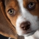 Pros y contras de la raza beagle
