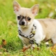 Plusy i minusy rasy Chihuahua