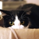 Hvorfor er katte bange for en støvsuger?