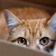 Perché i gatti amano scatole e borse?