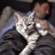 Why do cats sleep at the owner's feet?