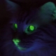 Dlaczego oczy kota świecą w ciemności?