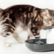 Bát uống nước cho mèo: giống và các khuyến nghị để lựa chọn