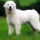 Poļu aitu suņi: šķirnes apraksts, barošana un aprūpe