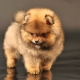 Pomeranian Spitz medvědího typu: výhody, nevýhody a jemnosti péče