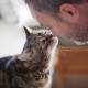 Ar katės supranta žmogaus kalbą ir kaip ji išreiškiama?