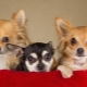 Beliebte und interessante Namen für Chihuahua-Mädchen