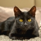 A fekete macska és macska népszerű fajtái