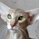 Kaķu šķirnes un kaķi ar lielām ausīm