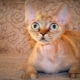 Katzenrassen mit großen Augen
